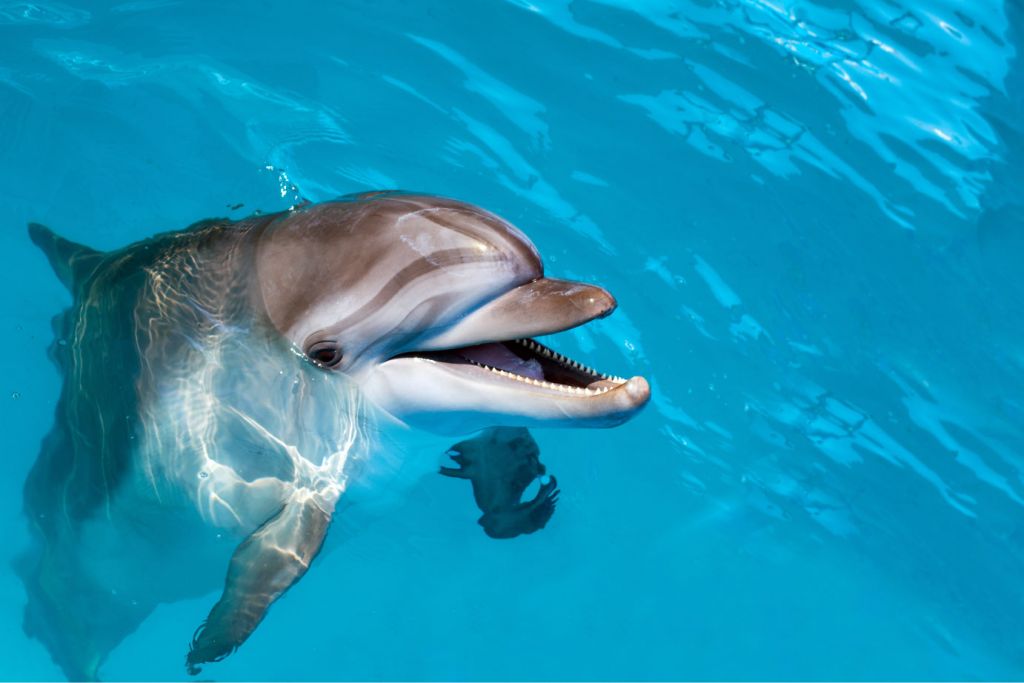 Friendly dolphin