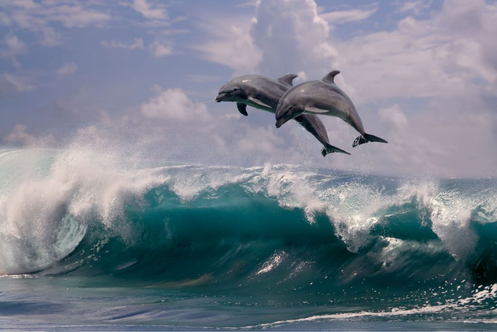 Dolphins and waves