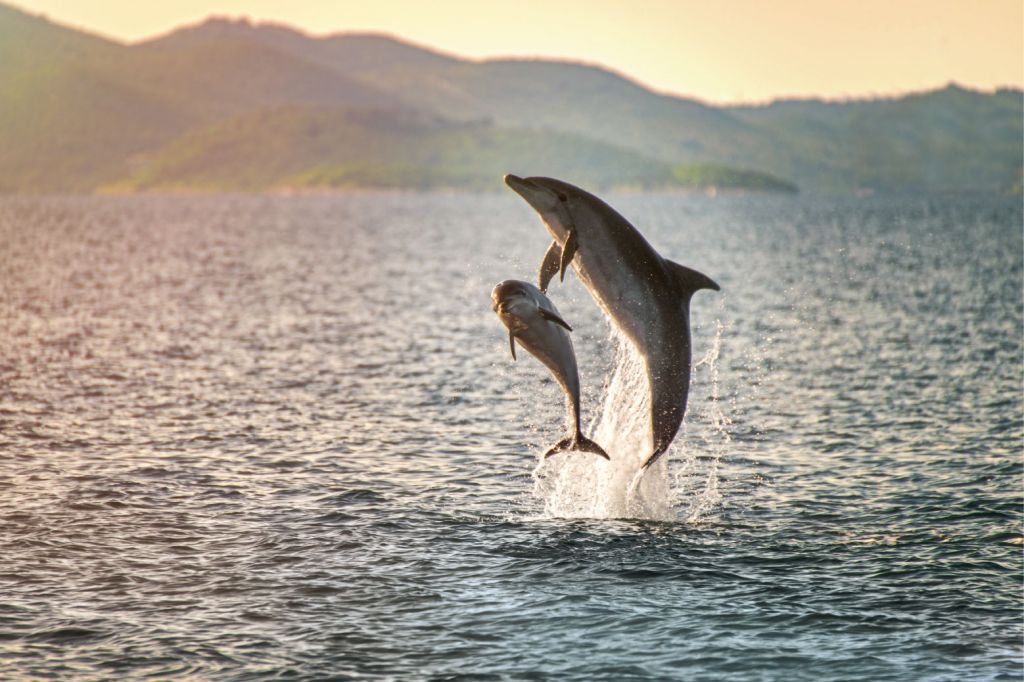Two jumping dolphins