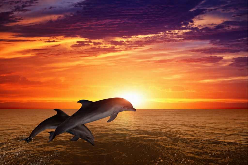 Dolphins in evening sun