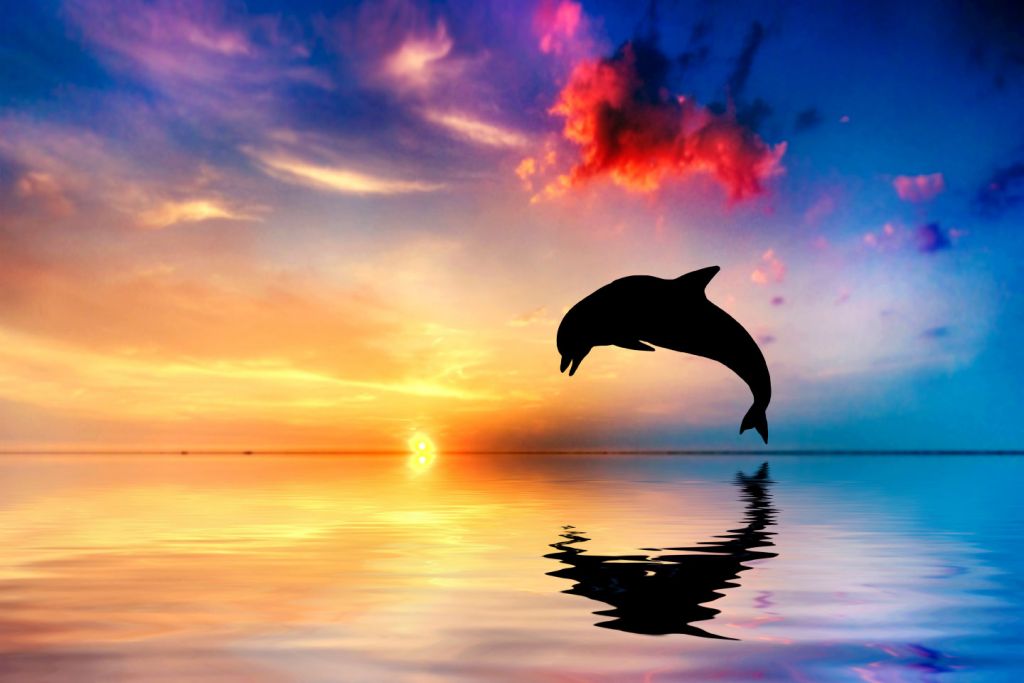 Dolphin silhouette