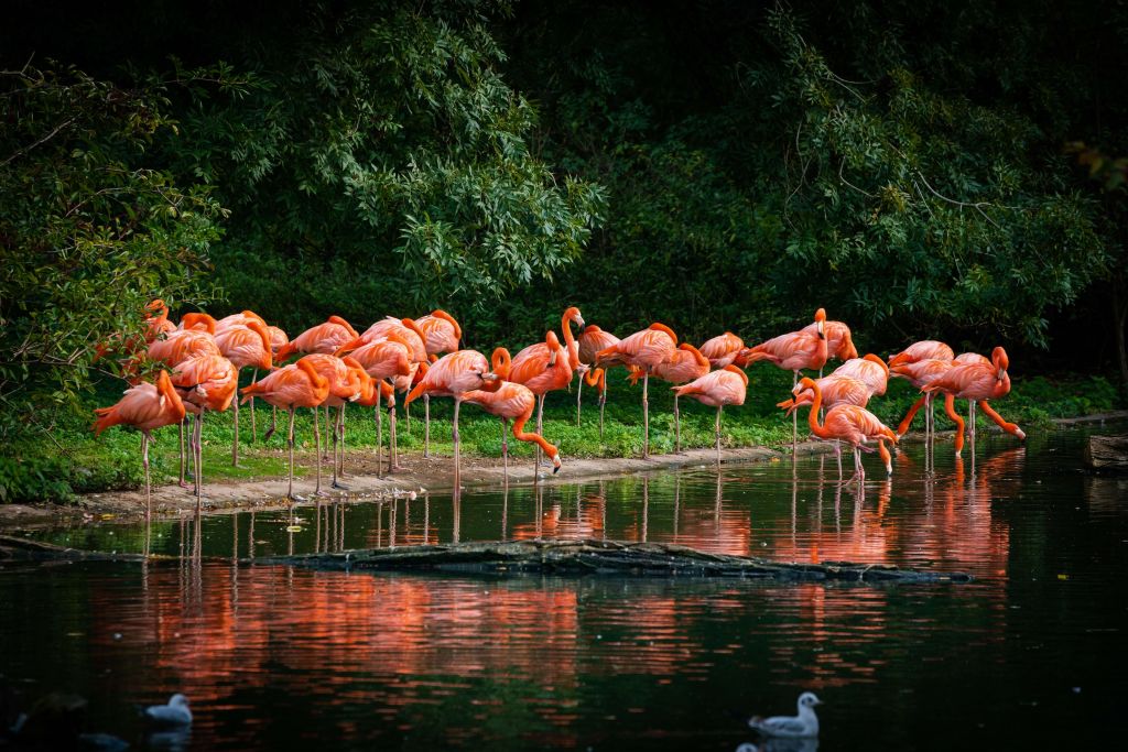 Flamingos at the waterfront