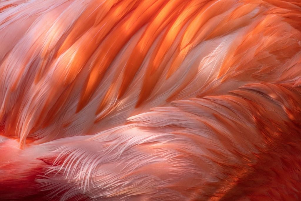 Flamingo feathers