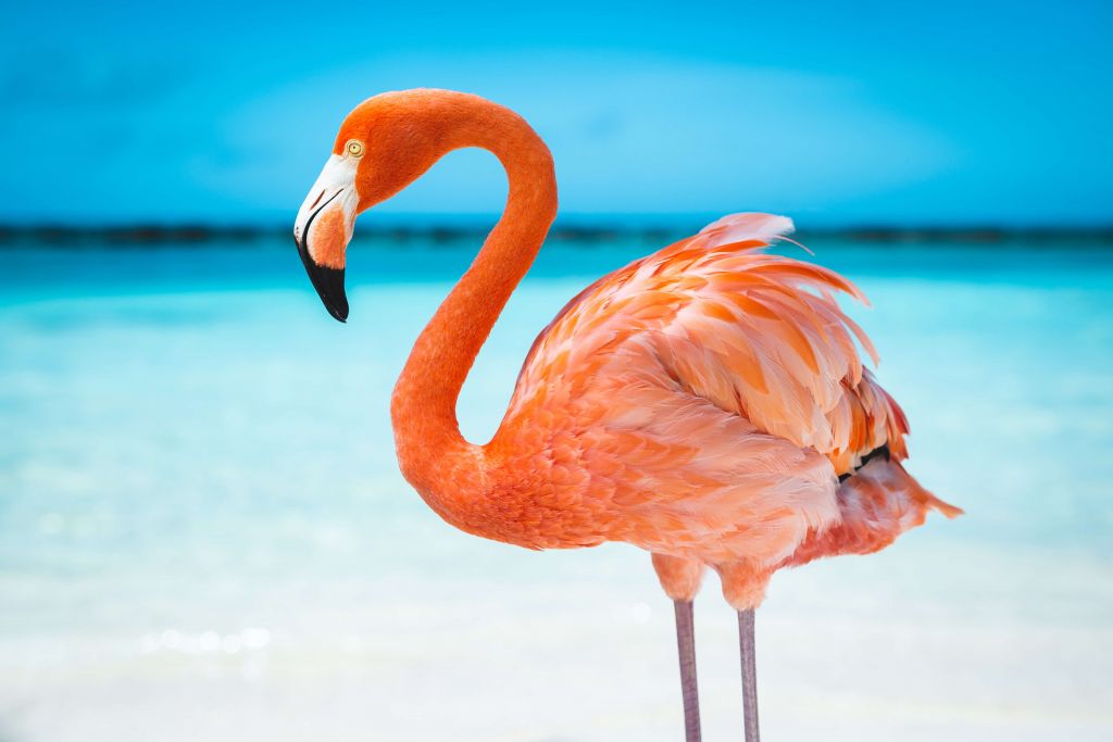 Tropical flamingo