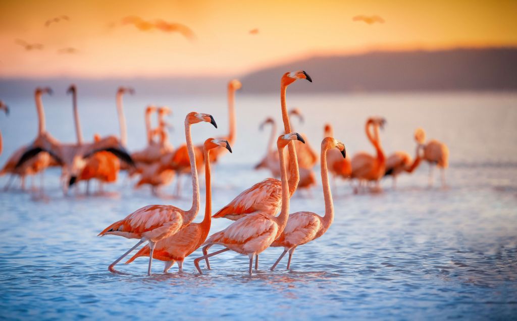 Staring flamingos