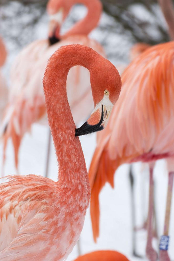 Flamingo portrait