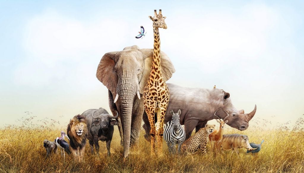 Animals in the savannah