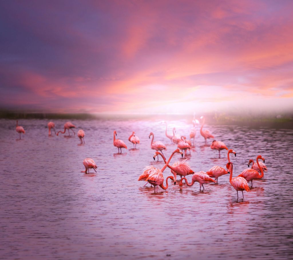 Flamingos with sunset