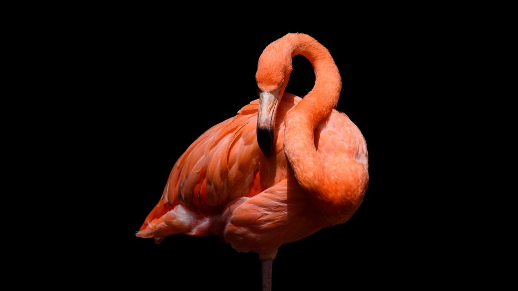 Flamingo on black background
