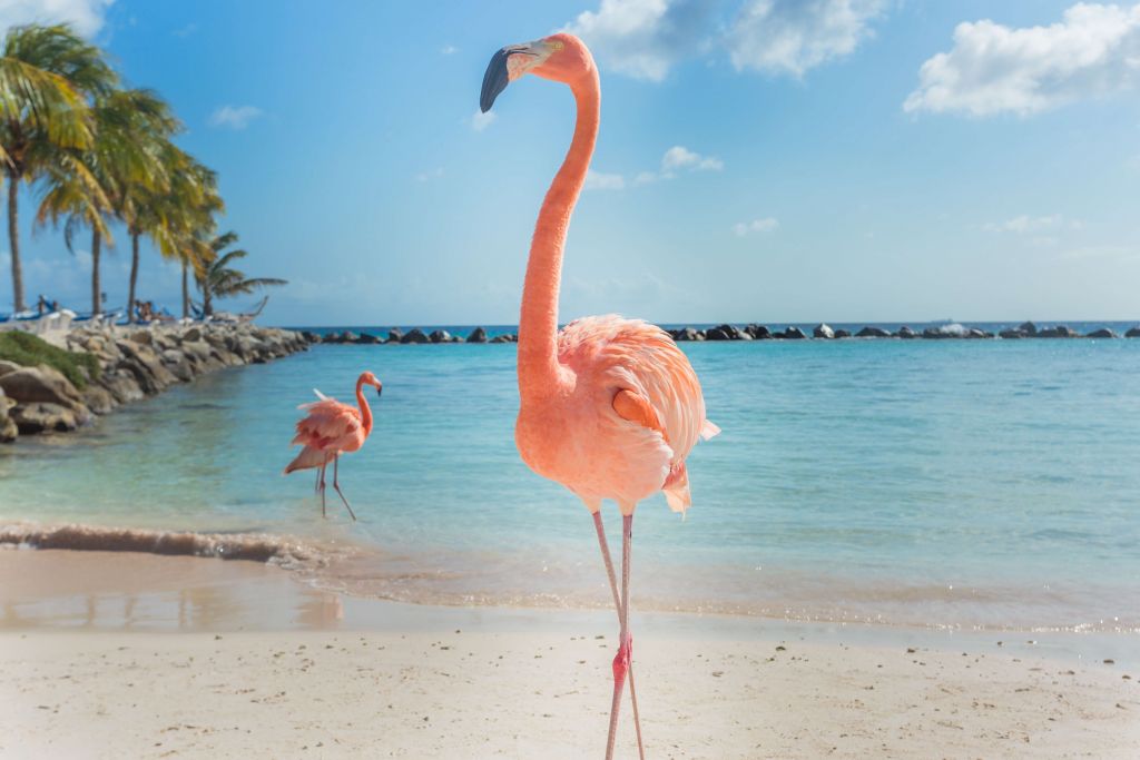 Flamingo on the beach