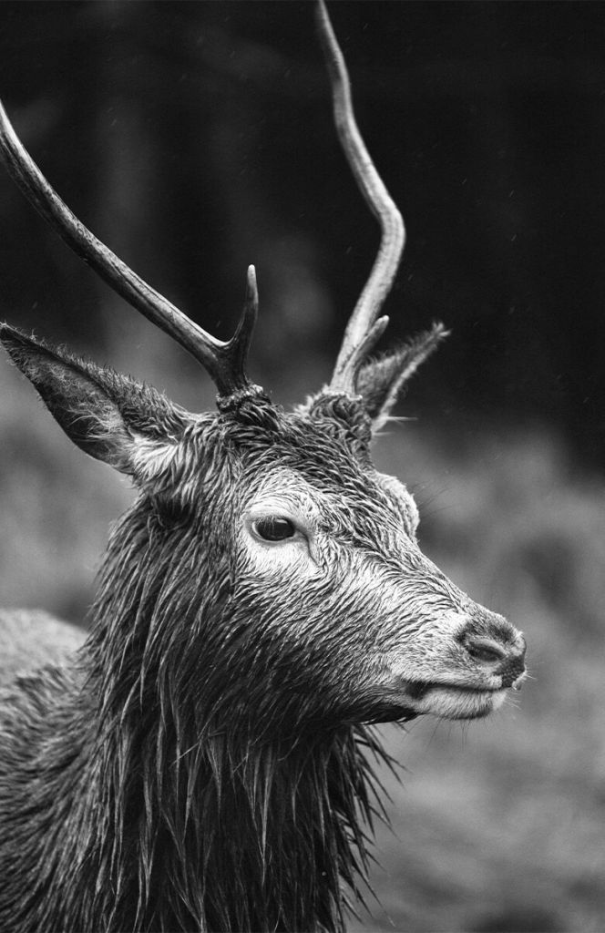 Deer portrait in black and white