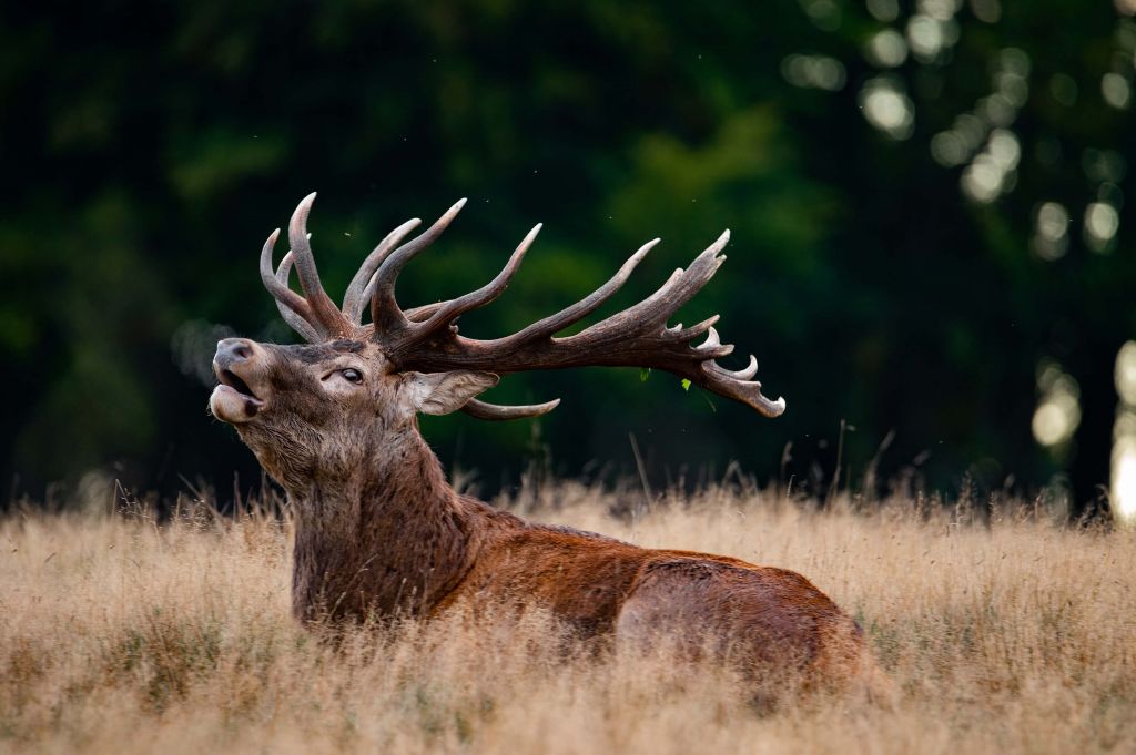 Roaring deer