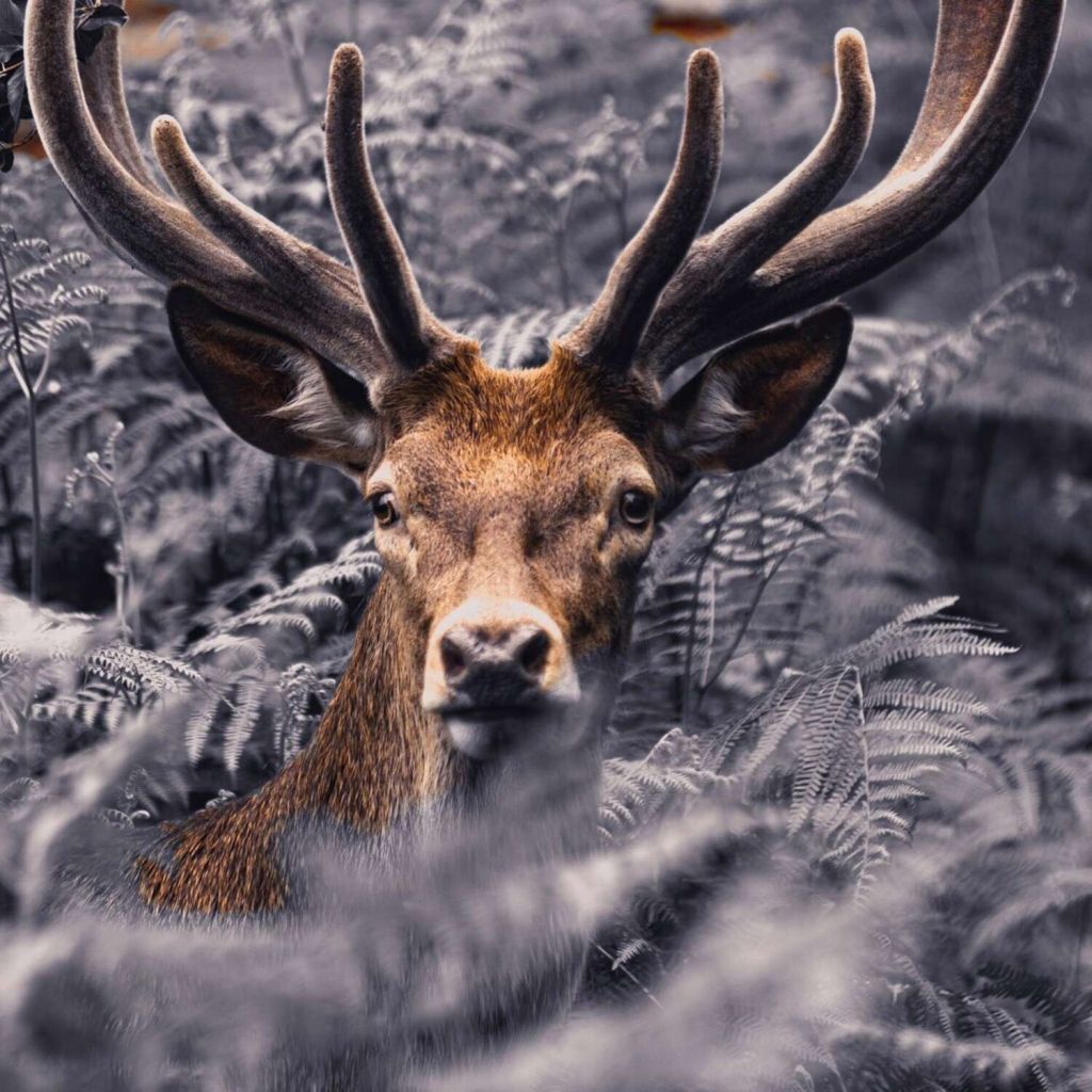 Close-up deer