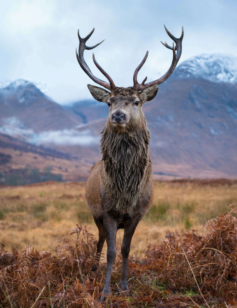 Deer in the mountains