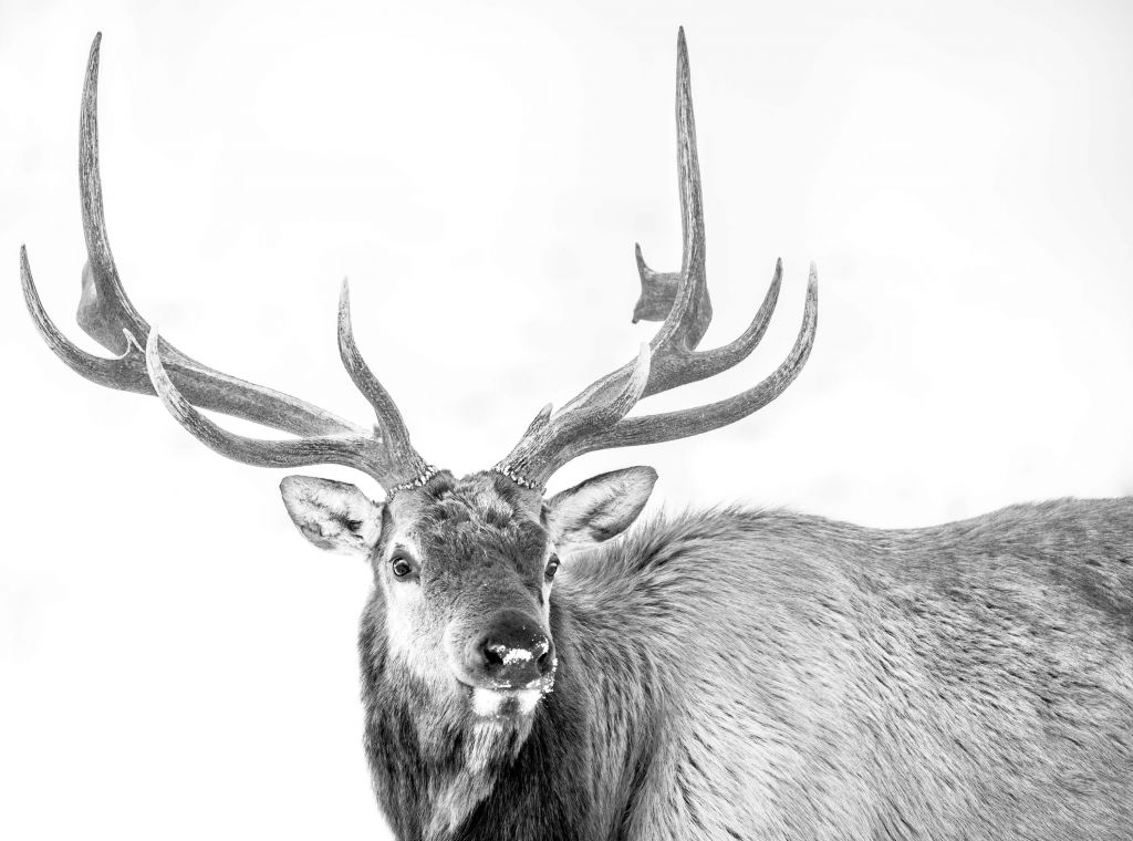 Deer on white background