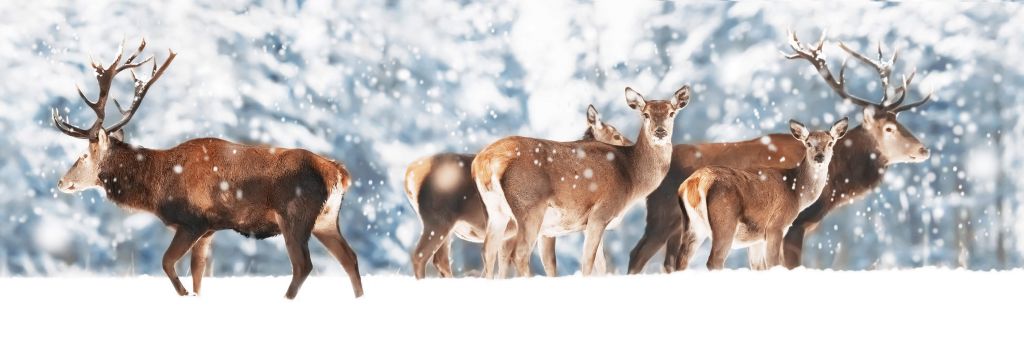 Deer in the snow