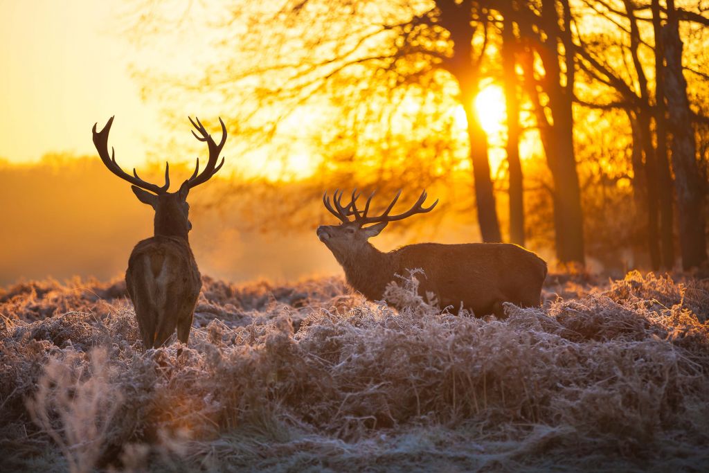 Deer at sunset