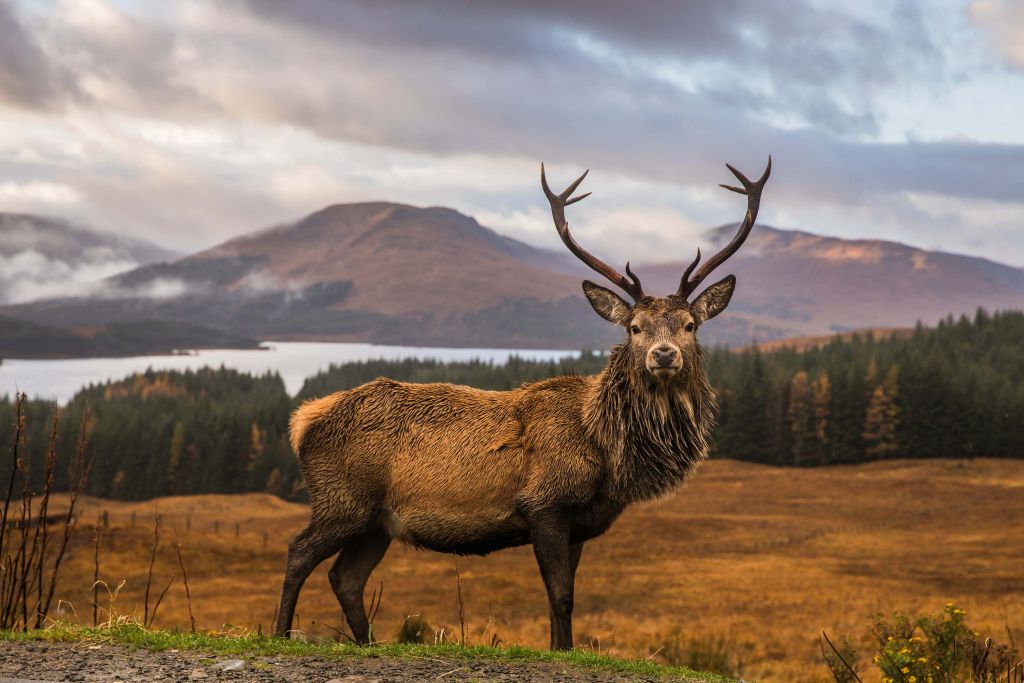 Deer in front of the mountains