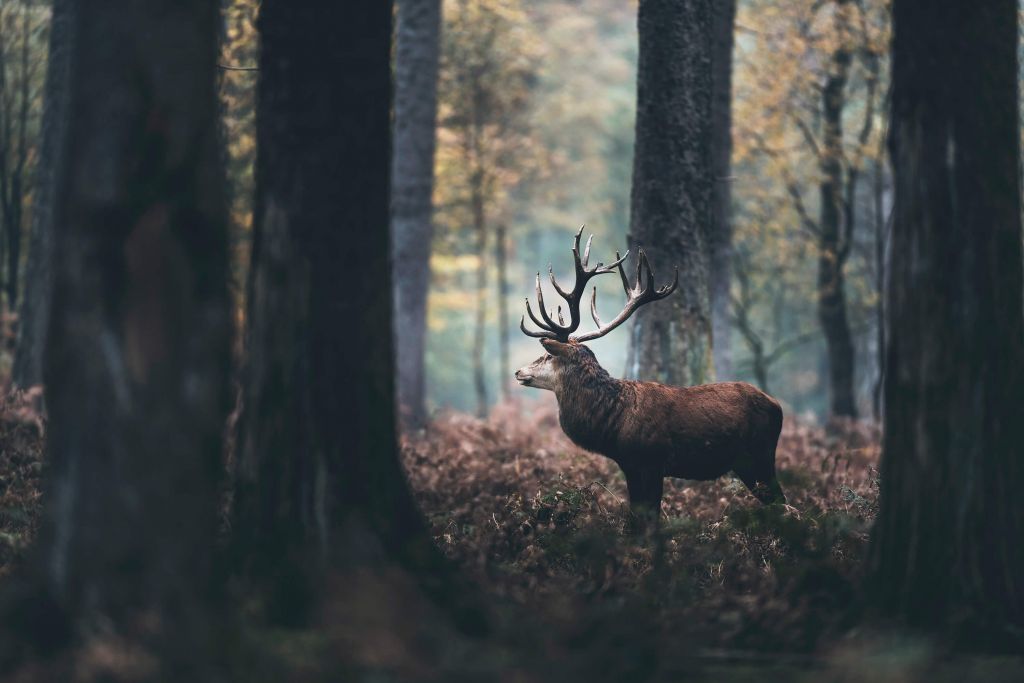 Focused deer