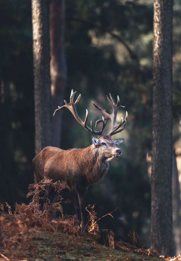 Deer on a hill