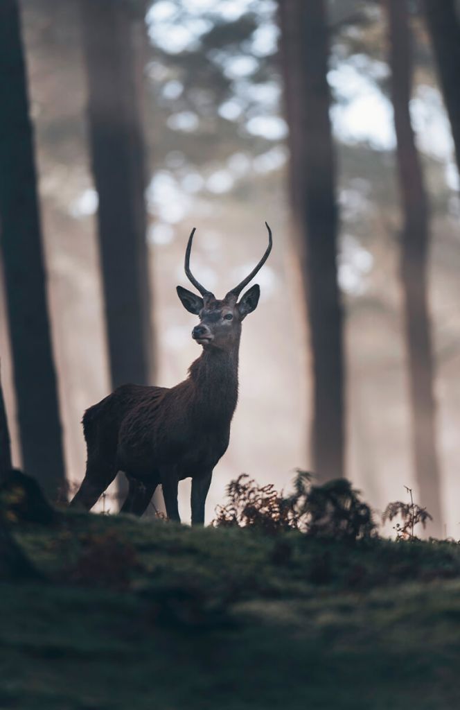 Stag near trees