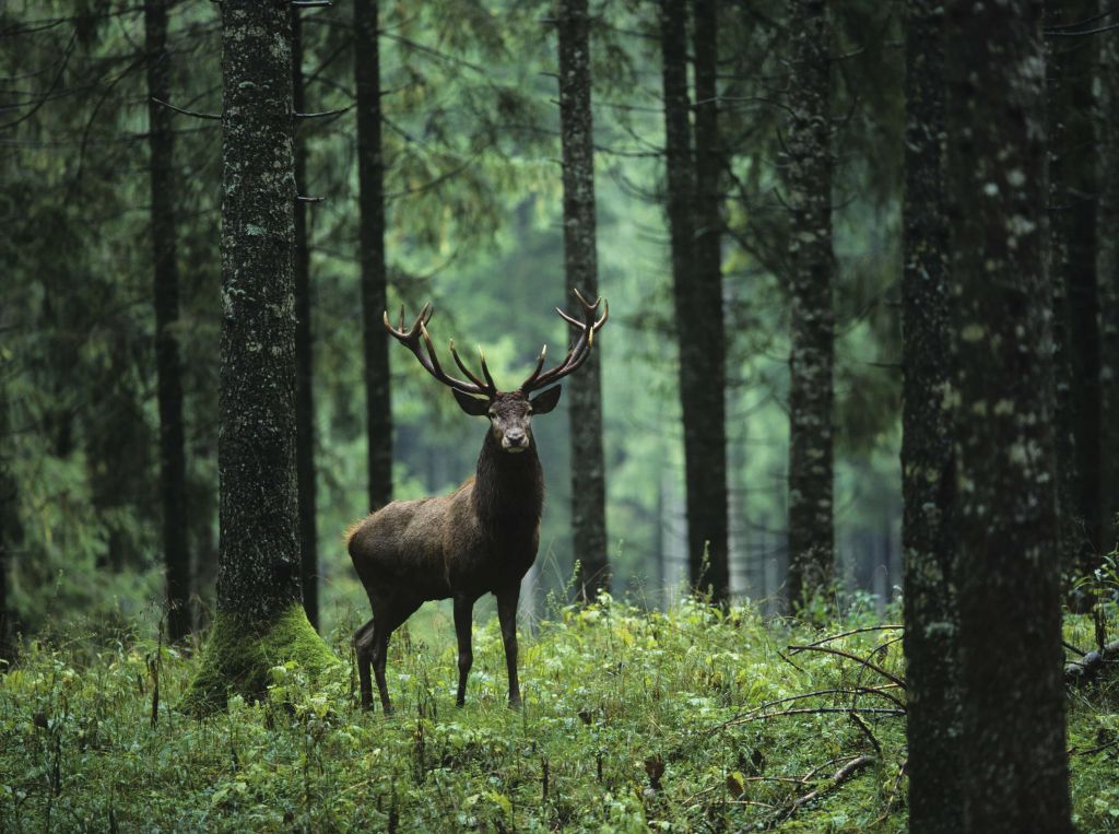 Big deer between trees