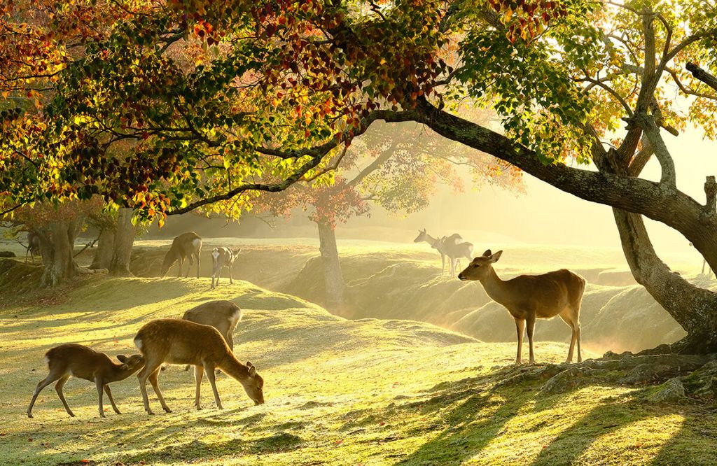 Deer in a field