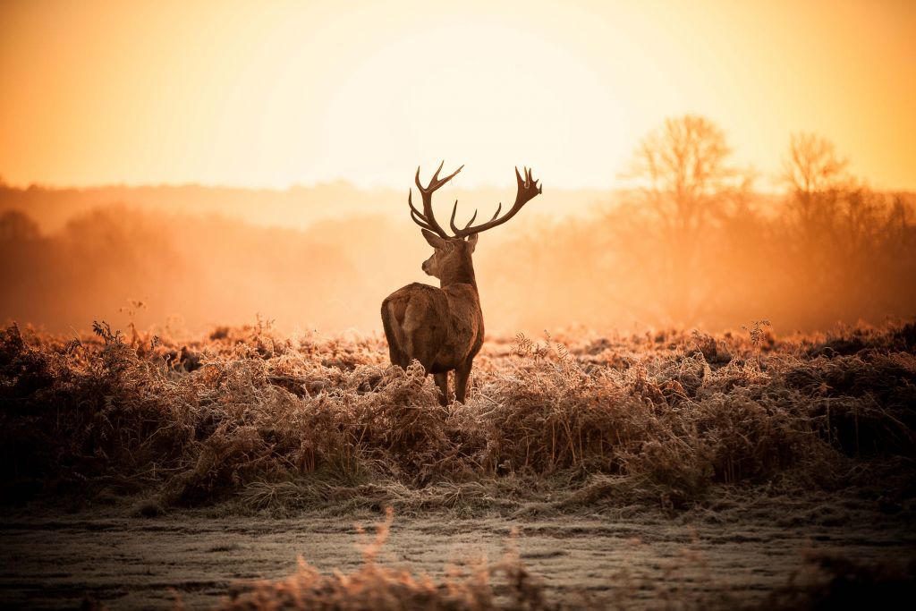 Deer at sunrise