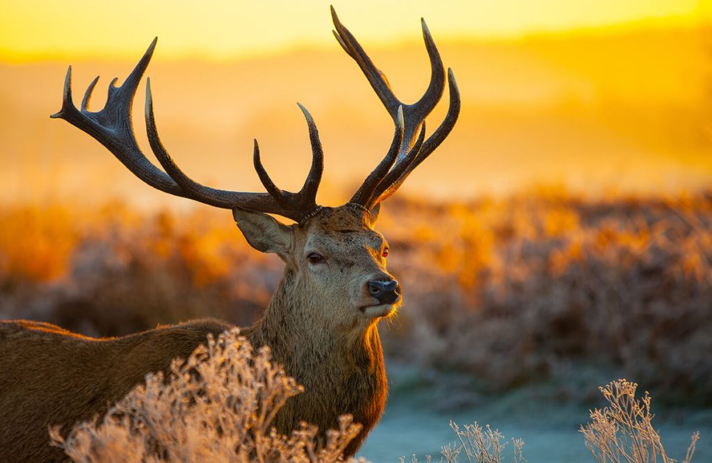 Deer in nature reserve