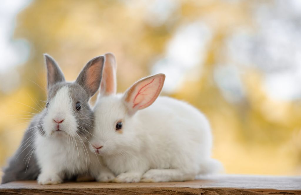 Close-up of rabbits