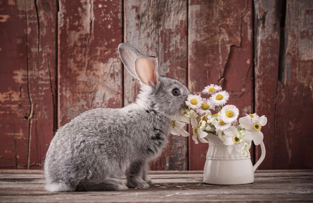 Rabbit with daisies