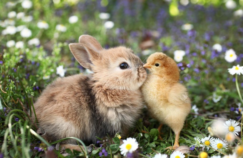 Rabbit and chick