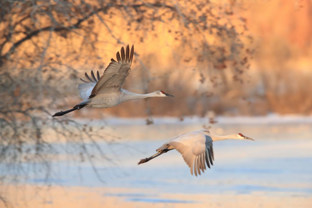 Flying cranes