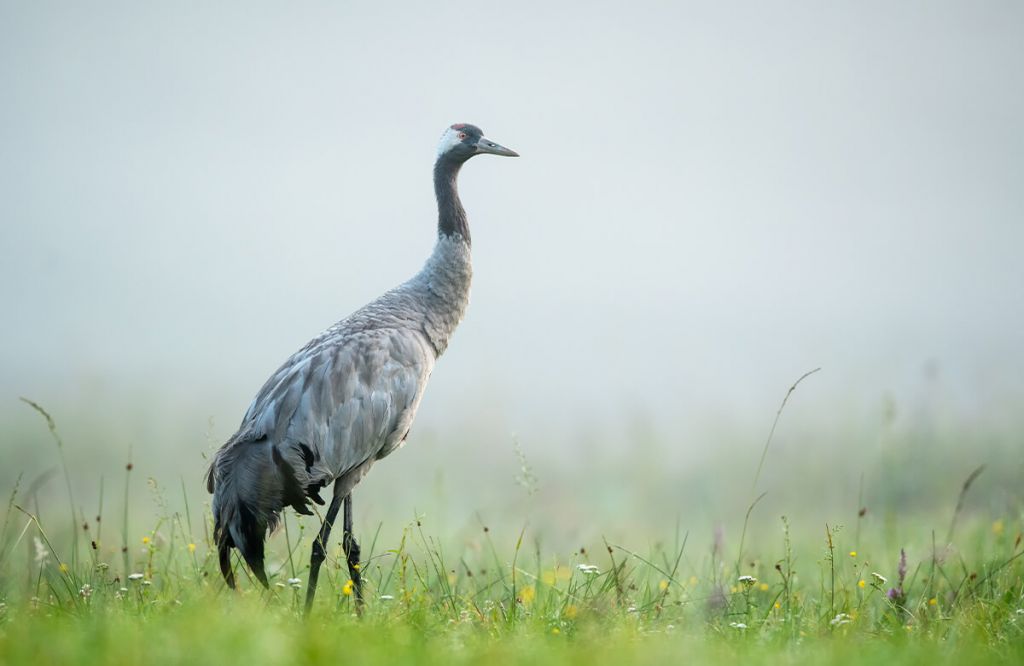 Crane in the morning mist