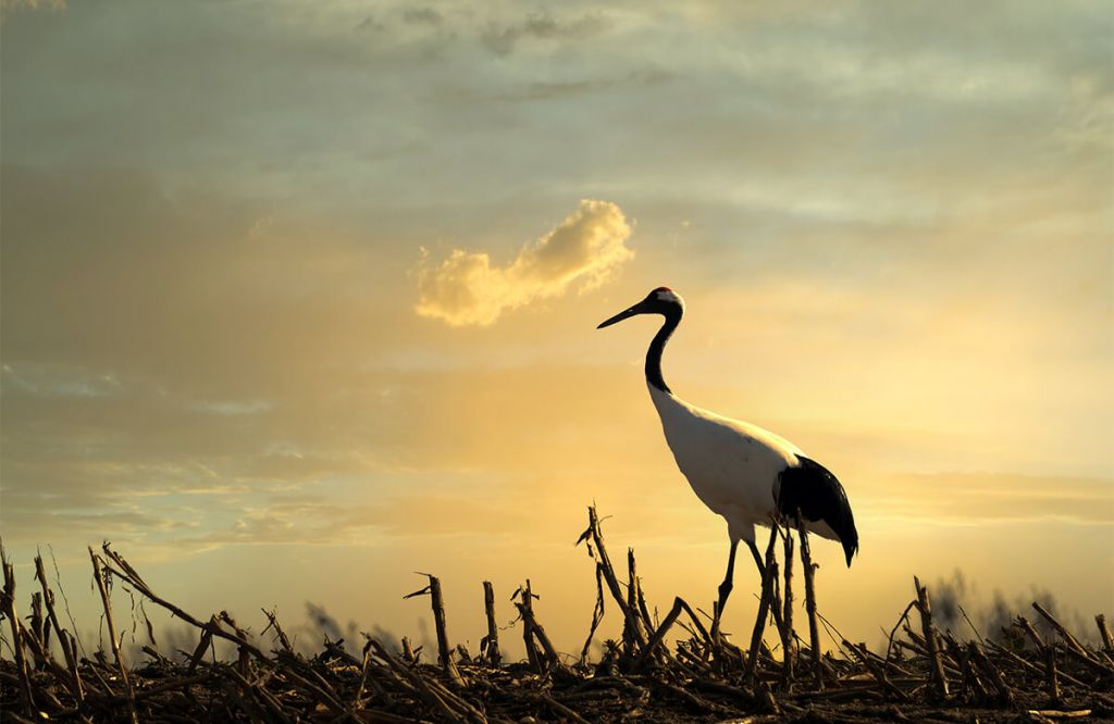 Crane in a field