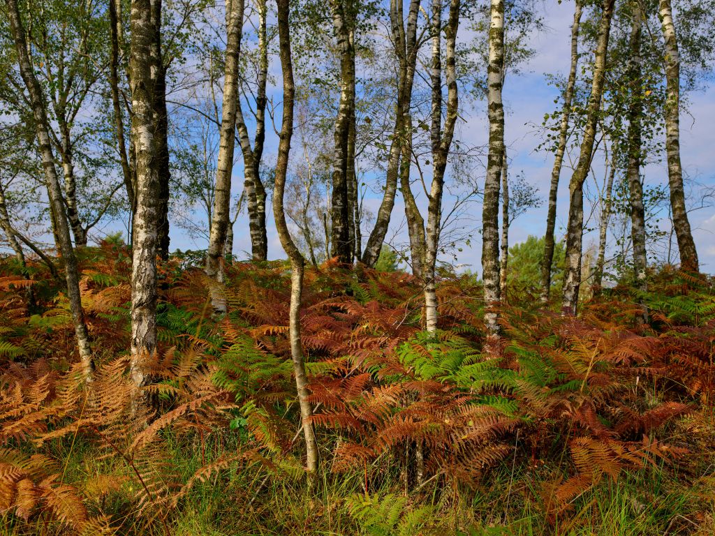 Birches with coloured ferns