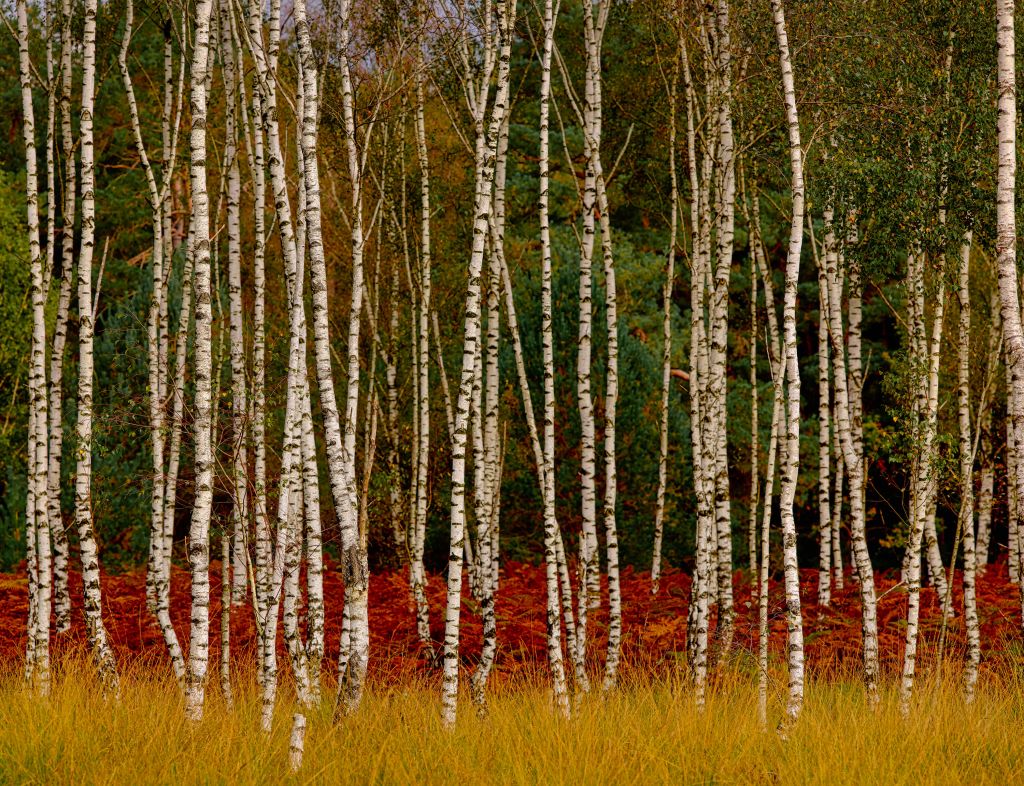 Birch trees at the edge of the forest