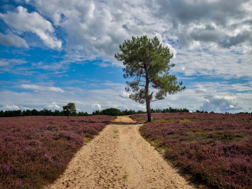 Tree in moorland