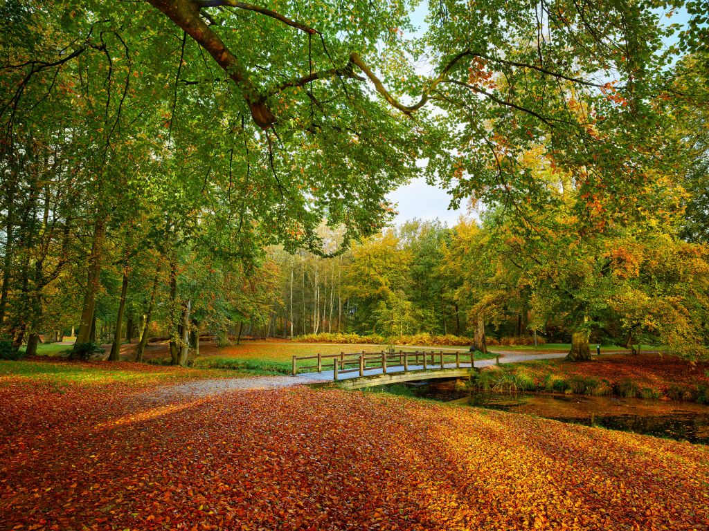 Bridge in the large forest