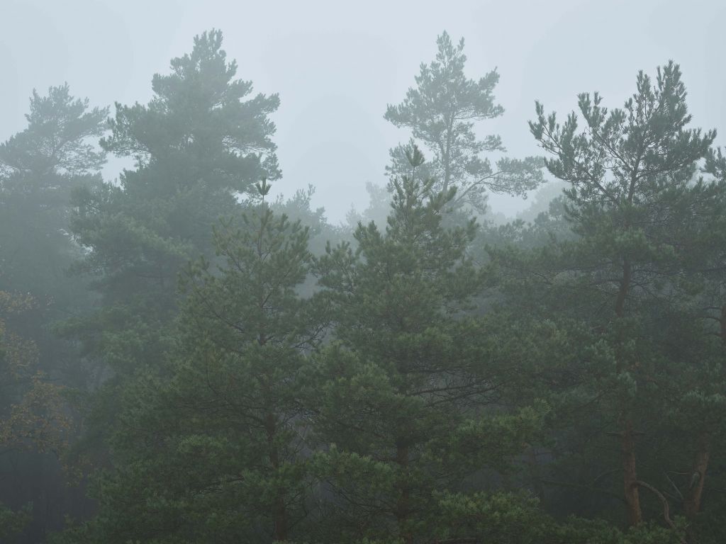 Conifers in the Mist