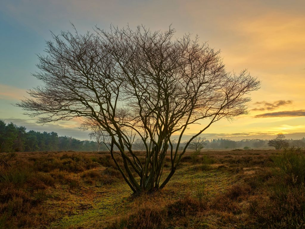 Sunrise on the heath