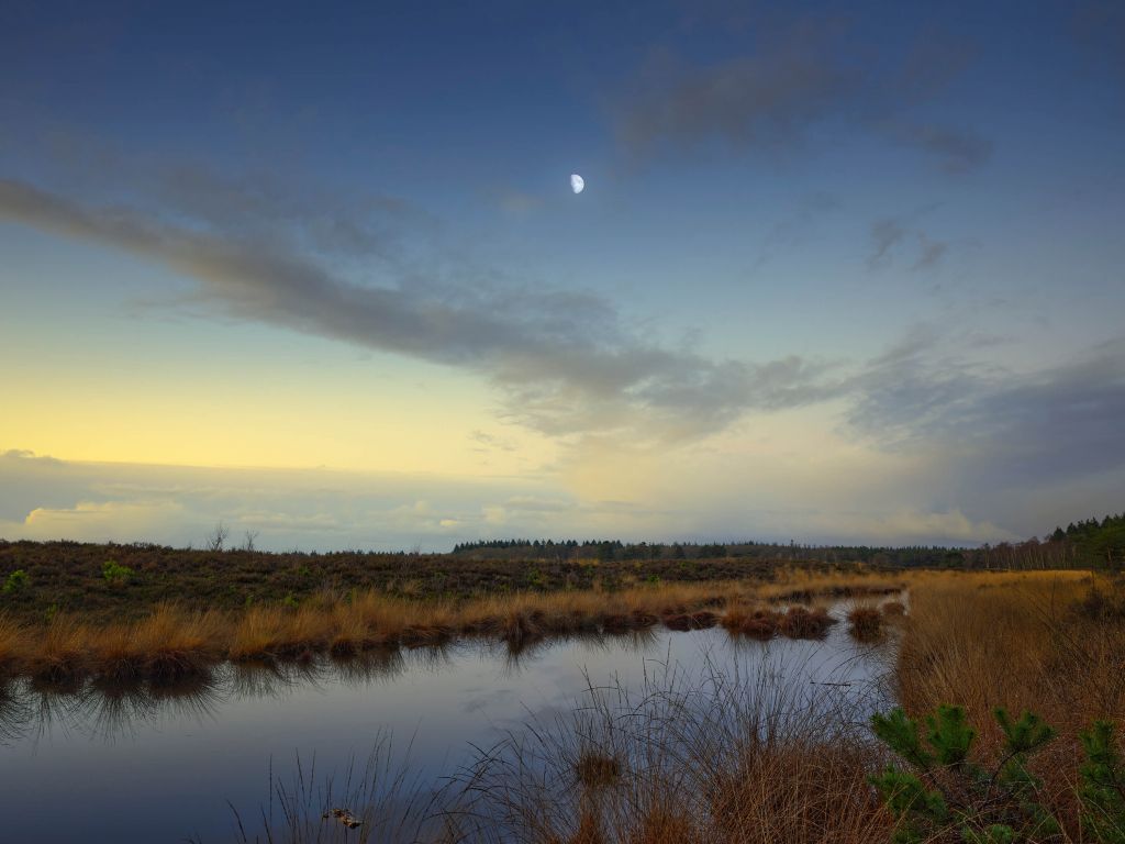 Maan in heidegebied