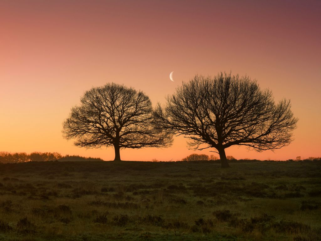 Moon between the trees