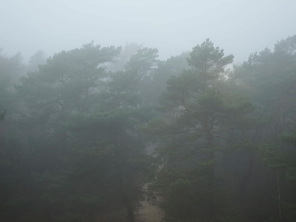 Path through foggy forest