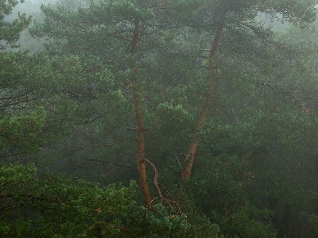 Fog between the trees