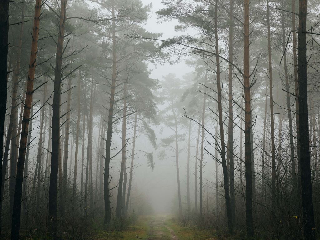 Path in misty forest