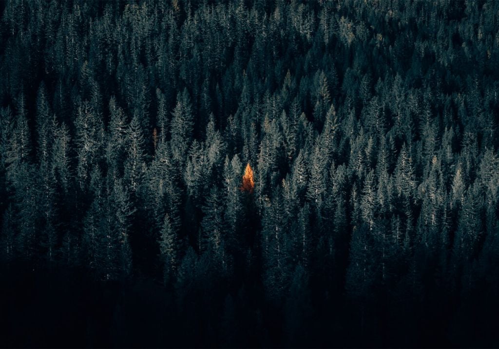 orange conifer