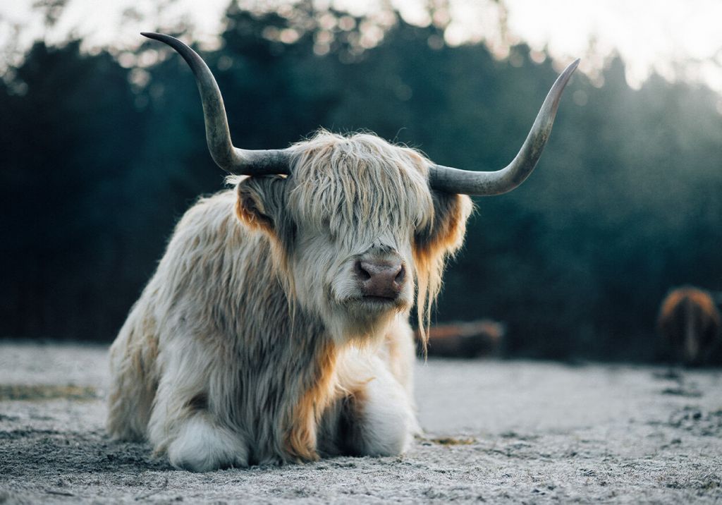 White Scottish Highlander lying down