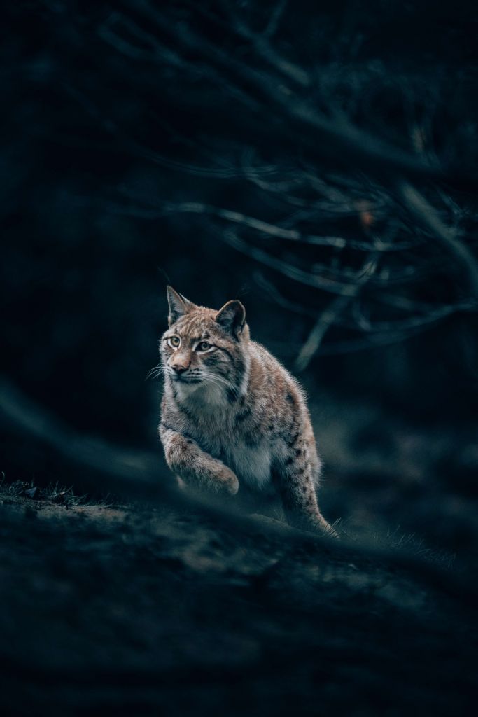 Lynx in the woods