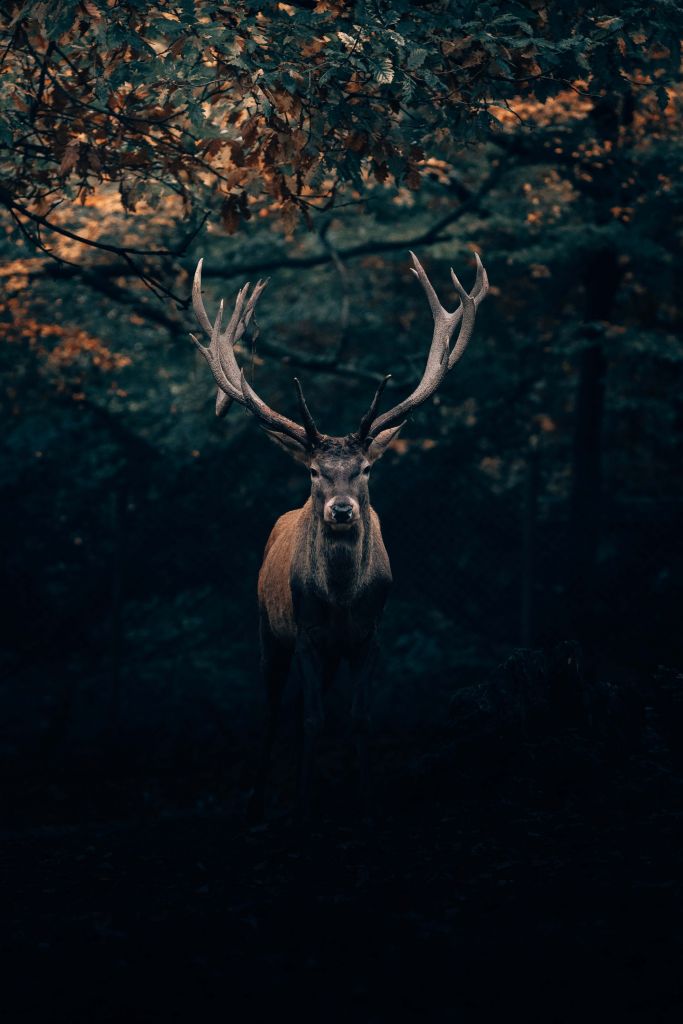 Fallow deer in the woods